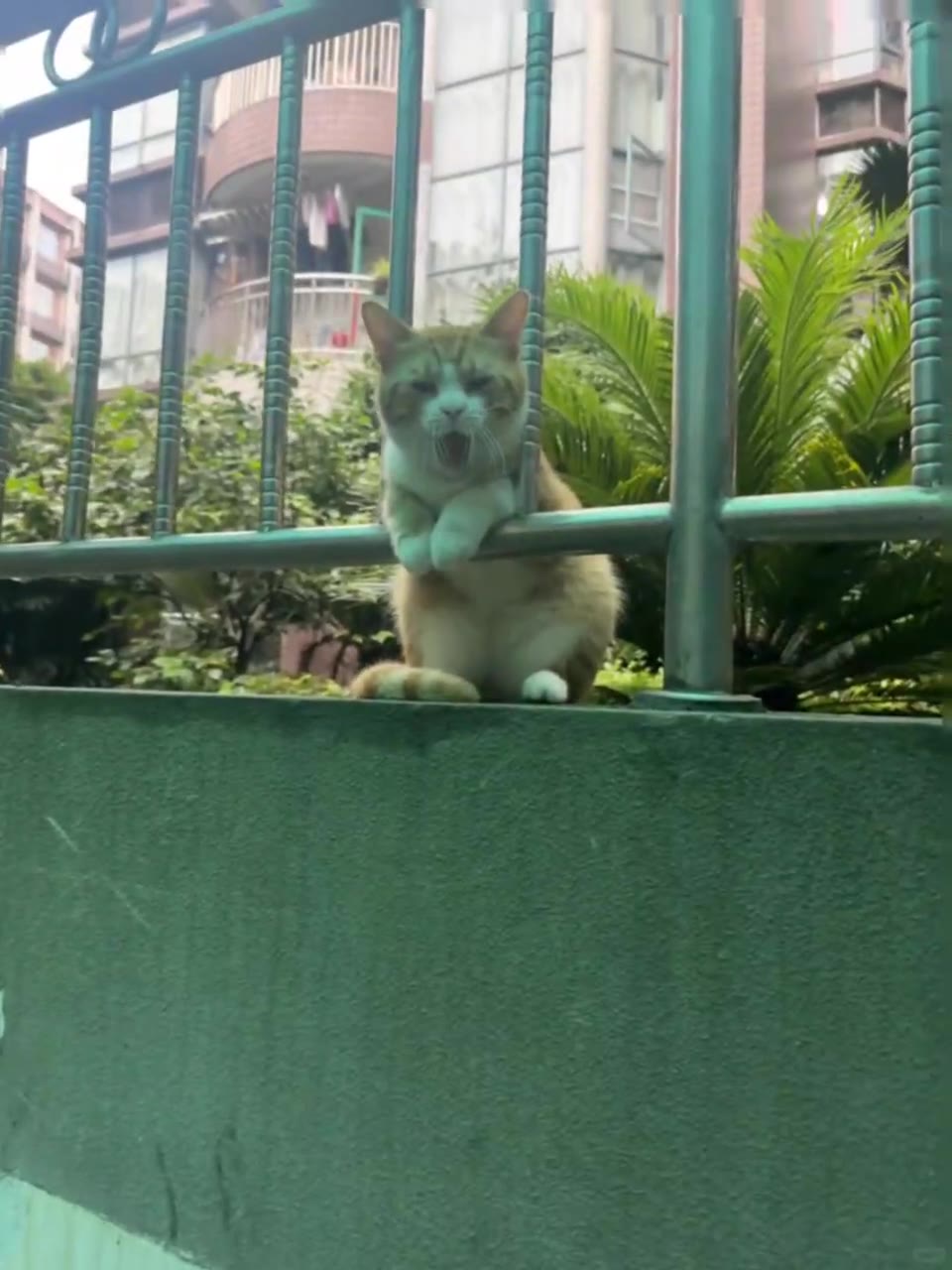 #猫猫头 好困（视频 1/2）