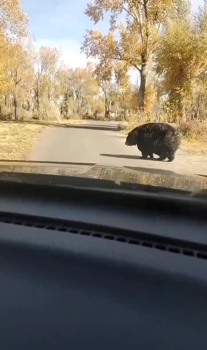 卡比 #熊 🐻（视频 1/1）