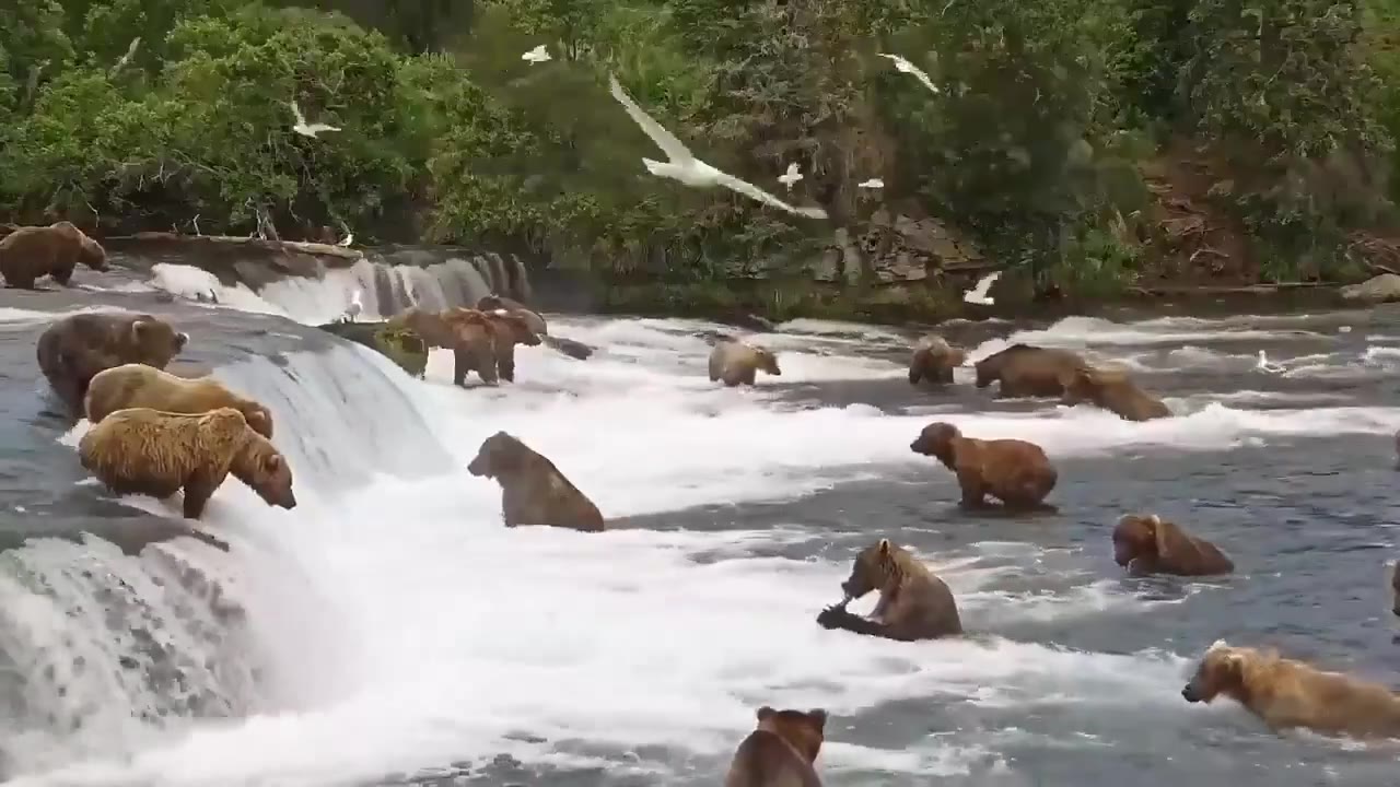 美国阿拉斯加布鲁克斯瀑布（Brooks Falls） 正在迎来一年一度的大规模鲑鱼洄游。 在这一时期，数十只熊会聚集在瀑布附近，将这里变成一场真正的“盛宴”。…