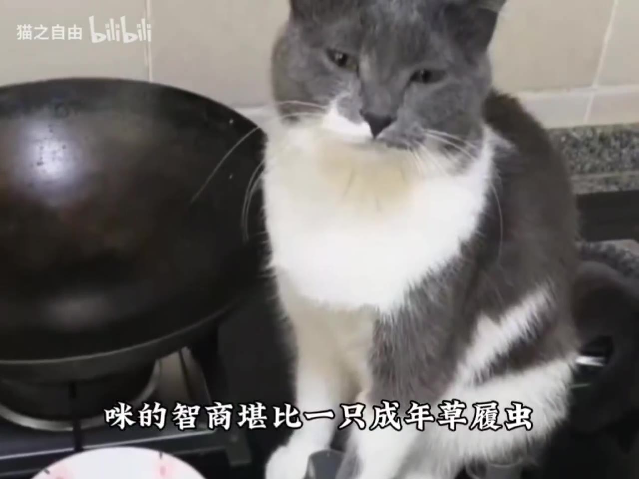 笨笨 #猫猫头（视频 1/1）