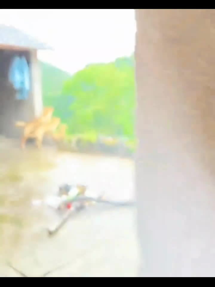 一家狗整整齐齐😁 #狗子（视频 1/1）