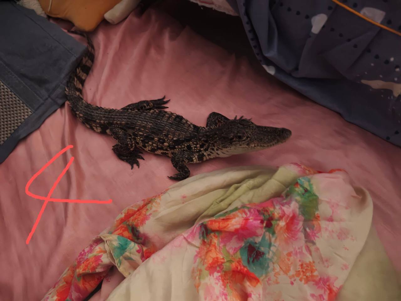 鳄鱼也能日 ？ #人兽 #鳄鱼 #聊天记录 #故事会（图片 4/5）