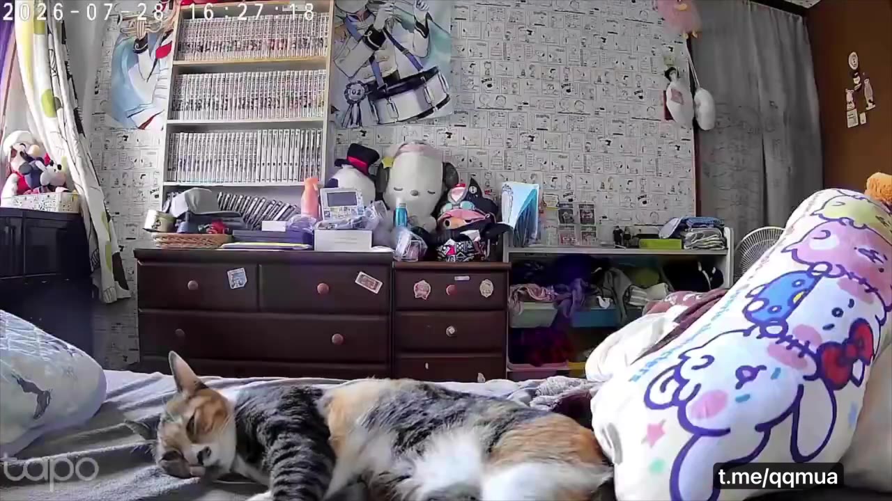 #猫猫头 #地震 预警 ⚠️（视频 1/1）