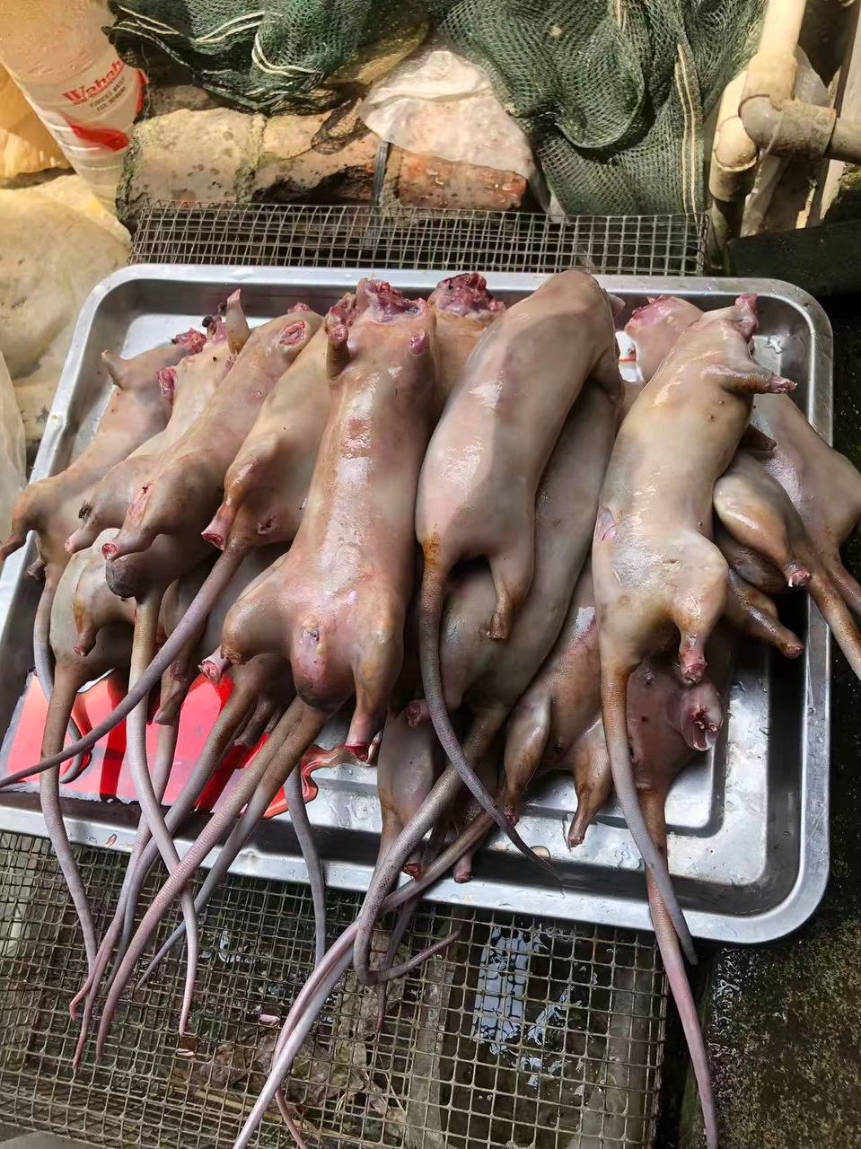 简单吃点 野生的 #鼠鼠 😒 #美食（图片 3/3）