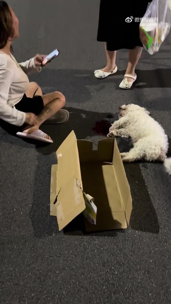 不牵绳子狗被撞，黄发人送白毛狗，节哀！（视频 1/1）