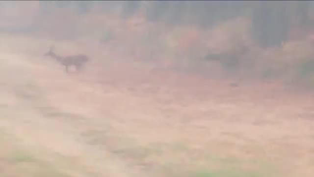 法国西南部，狍子试图逃离野火💔 这些狍子试图逃离正在法国吉伦特省马尔什普雷姆森林（Marcheprime forest）肆虐的大火，但却被一道屏障挡住了去路。…