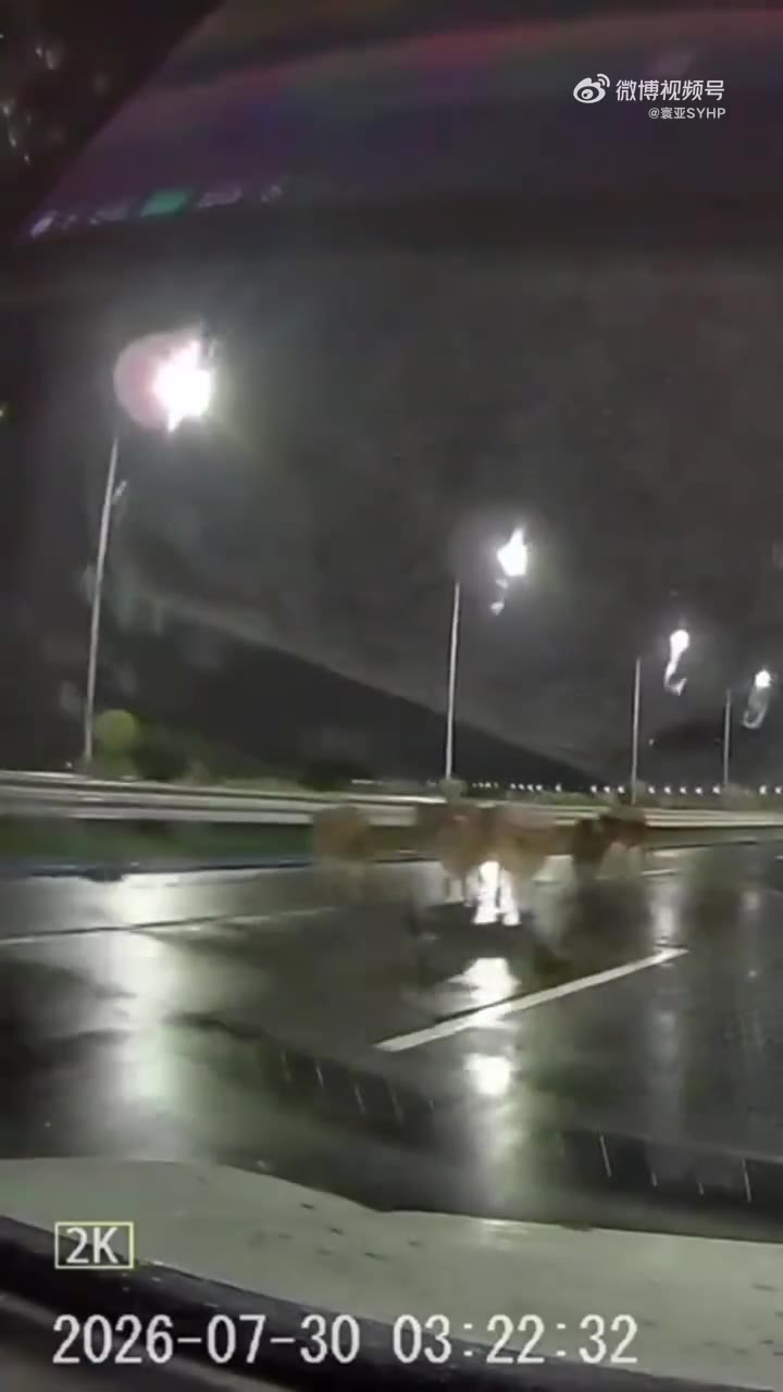 牛群闯高速公路被撞（视频 1/1）