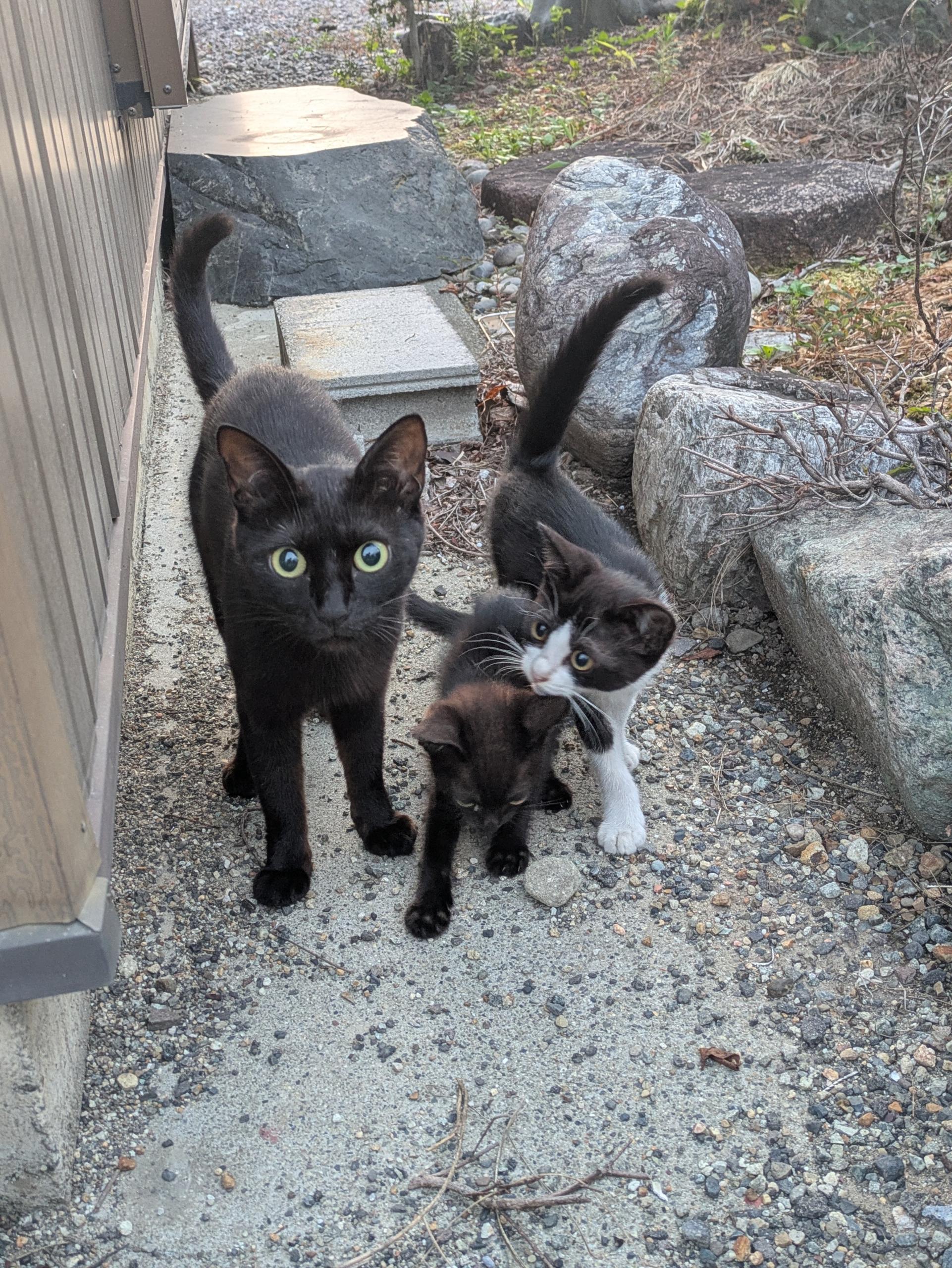 正在逗小猫玩，猫妈妈突然过来了，表情仿佛在说：“你想对我家孩子干嘛？”（图片 1/2）