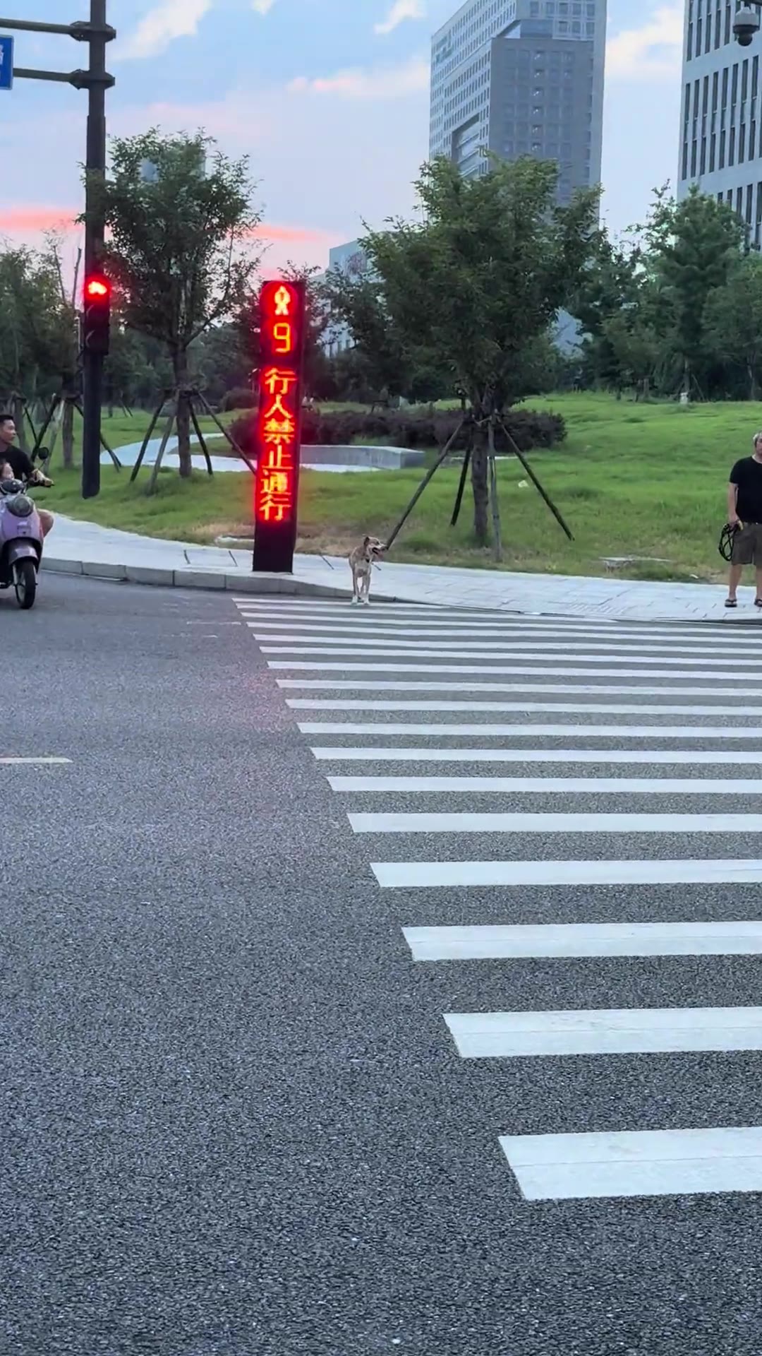 #狗子 过马路🚸都知道等红绿灯 👍（视频 1/1）