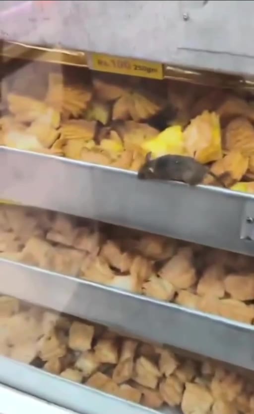 印度面包店 苹果里有虫子，说明这个苹果是原生态无农药的绿色食品，面包店里有老鼠，同理可证，“干净又卫生啊兄弟们” #食品安全（视频 1/1）