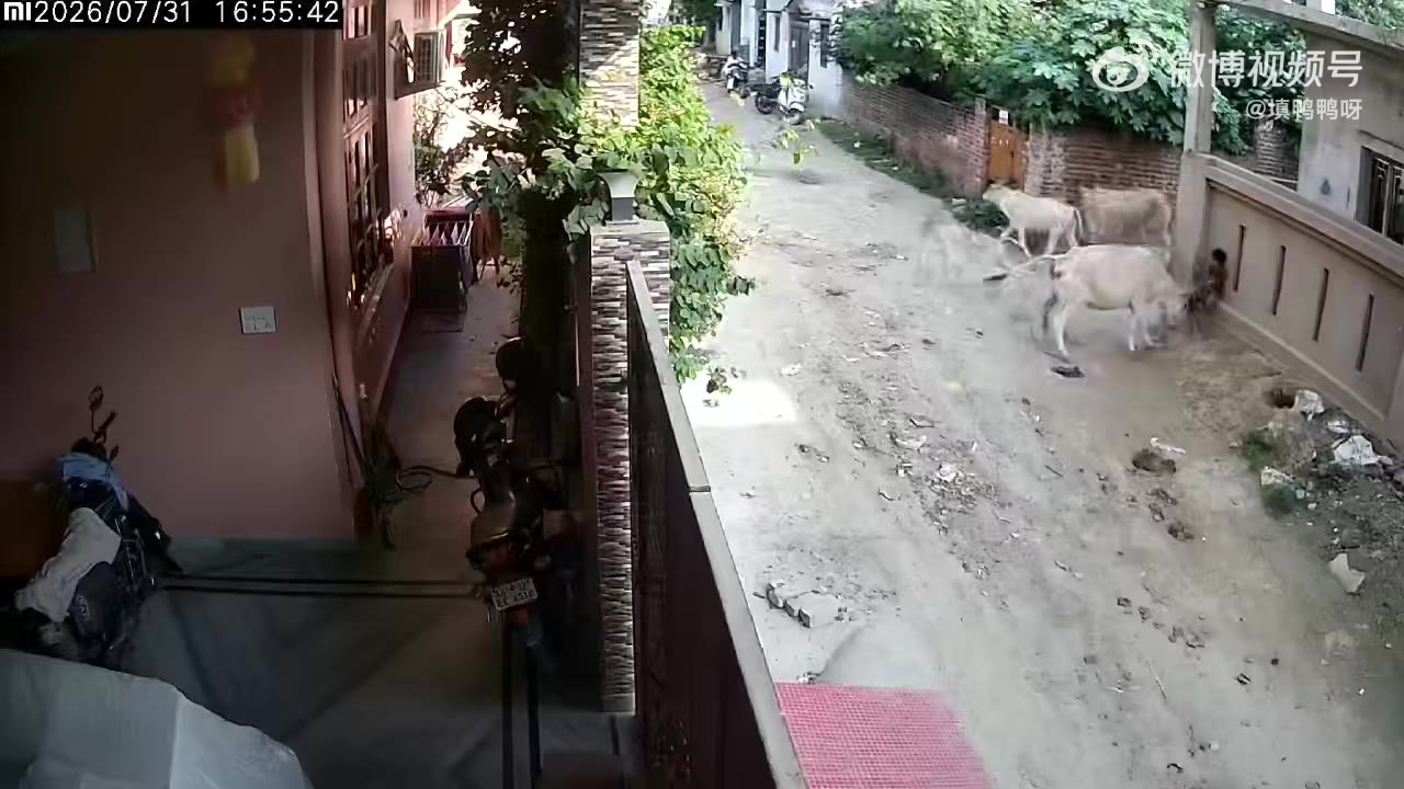 动物凶猛，国外发疯的奶牛！（视频 1/1）