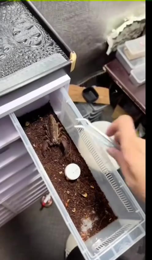 蝎子🦂 好惹的吗 ？（视频 1/1）