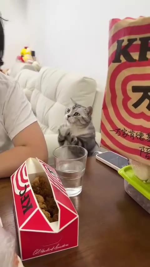 #猫猫头 猫和老鼠 一模一样（视频 1/2）