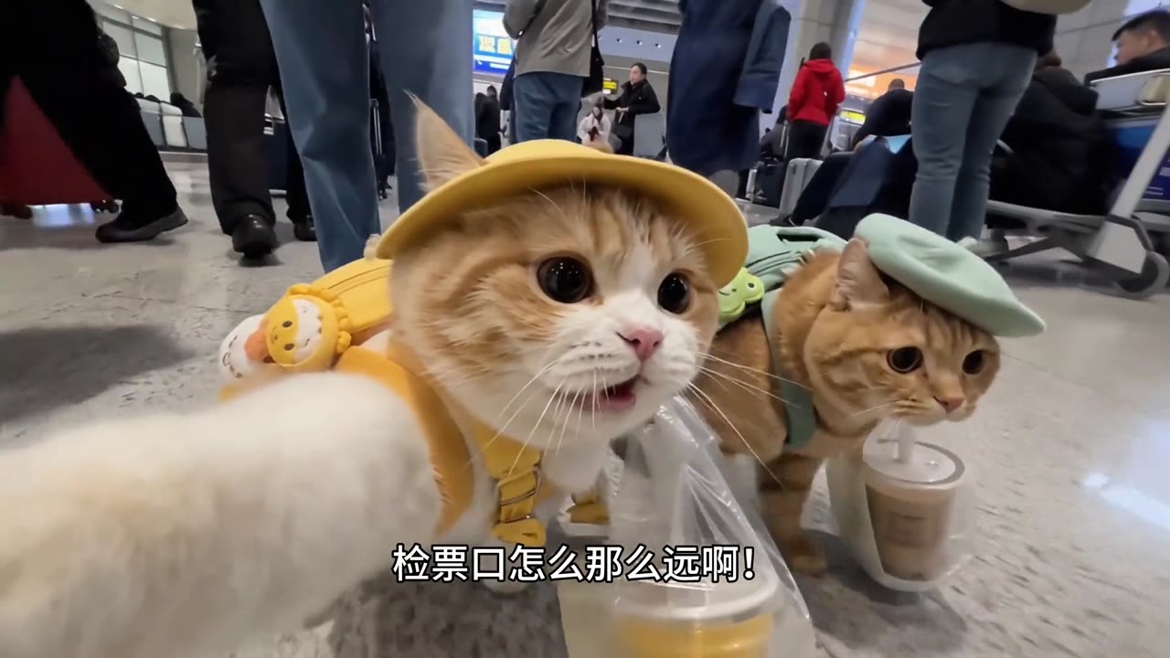老人未必有我爱看 AI（视频 1/1）