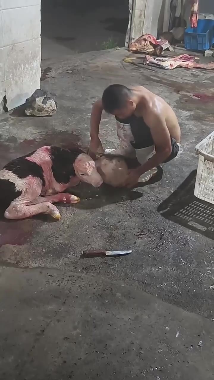 杀牛发现肚子有牛崽，然后把它妈的奶割下来试图喂？肚子里有这么大个牛崽，都发现不了？😰🚲（视频 1/1）